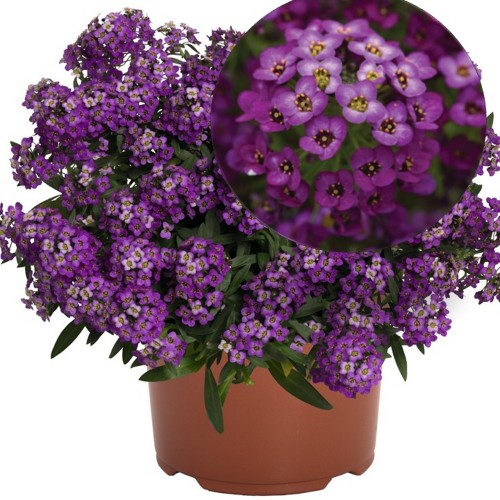 Lobularia maritina 'Yolo Purple' - Rand-kivikilbik 'Yolo Purple'